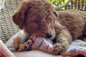 Sloane - puppy for sale