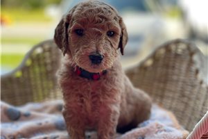 Shelby - Goldendoodle for sale