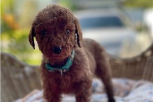 Sienna - puppy for sale