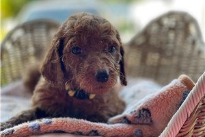 Summer - puppy for sale