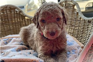 Sasha - puppy for sale