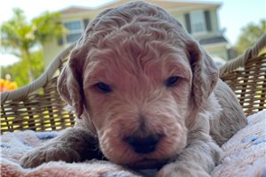 Sylvia - Goldendoodle for sale