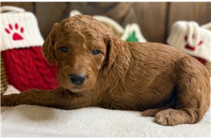 Foxy - Goldendoodle for sale