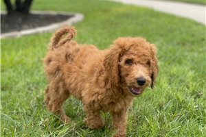Sloane - puppy for sale