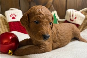 Fern - puppy for sale