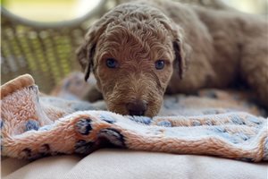 Stephanie - Goldendoodle for sale