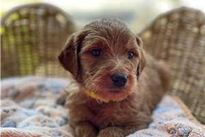 Sariyah - puppy for sale