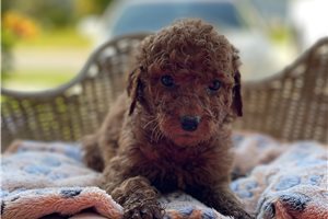 Nadia - puppy for sale