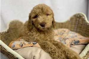 Beatrice - Goldendoodle for sale