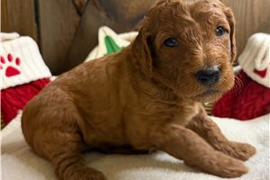 Faith - puppy for sale