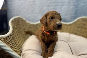 Callie - puppy for sale
