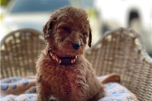 Serenity - puppy for sale