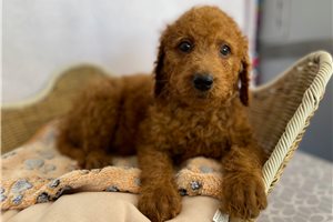 Nadia - puppy for sale