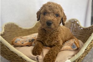 Stephanie - puppy for sale