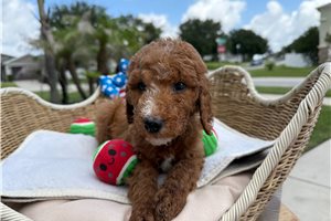 Speck - Goldendoodle for sale