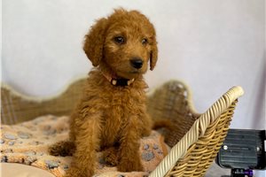 Serenity - puppy for sale
