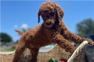 Custard - puppy for sale