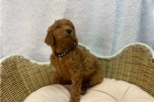 Cheyenne - puppy for sale