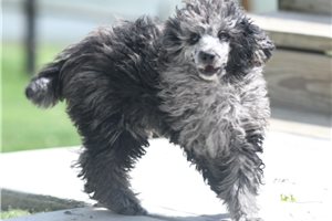 Beauregard - puppy for sale