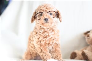 Bellatrix - puppy for sale