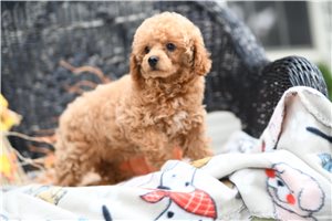 Opal - Poodle, Toy for sale