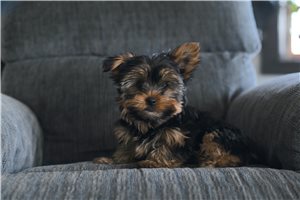 Merc - puppy for sale