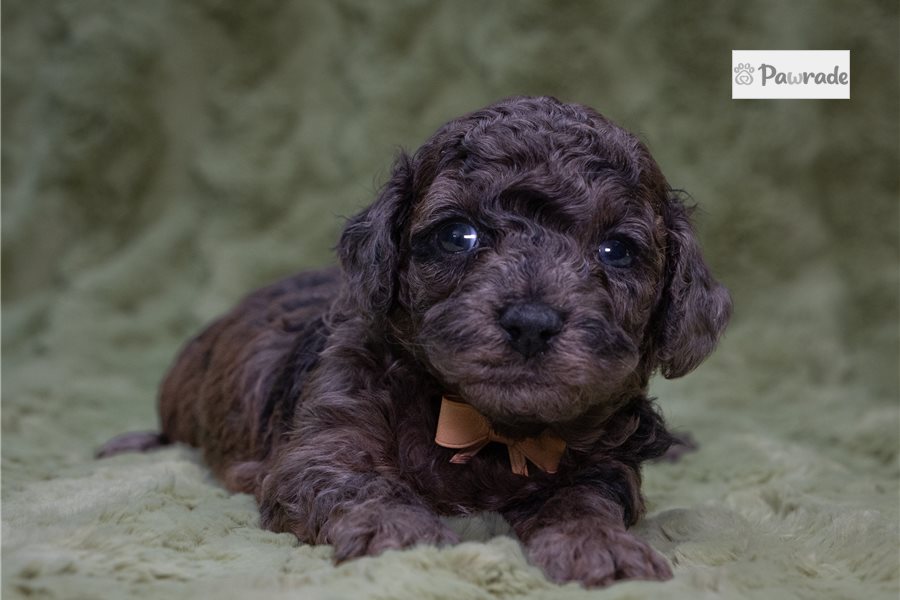 Thai - Toy Poodle for sale