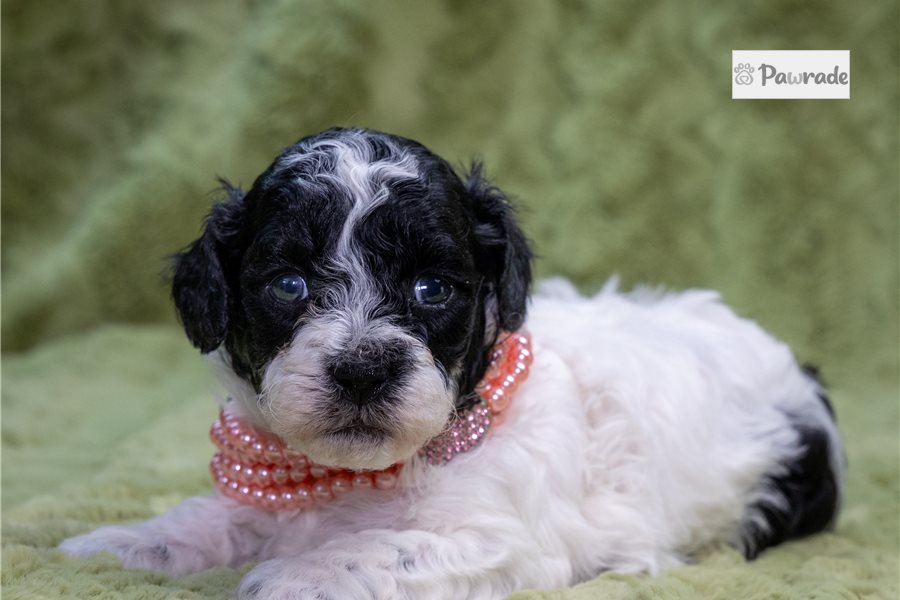Thea - Toy Poodle for sale