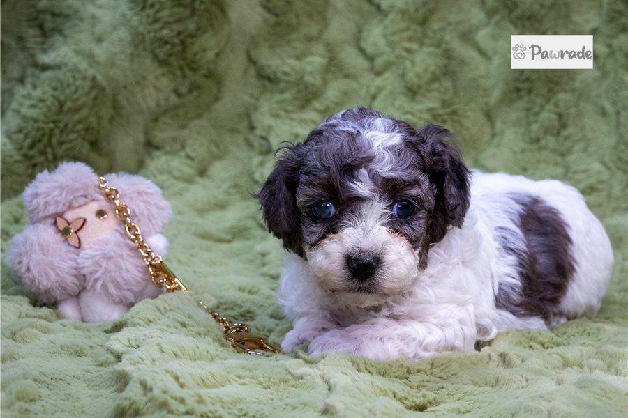 Thelma - Toy Poodle for sale