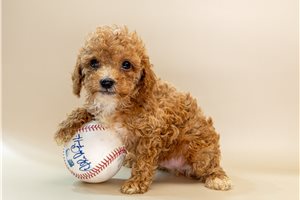 Oliver - Poodle, Toy for sale