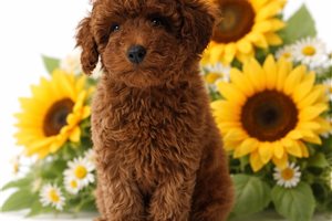 Gracie - puppy for sale