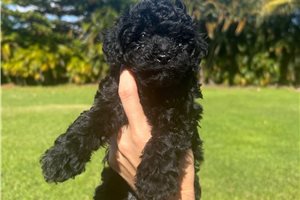 Destiny - Poodle, Toy for sale
