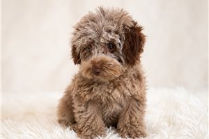 Jazzy - Poodle, Toy for sale