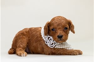 Bonnie - Poodle, Toy for sale