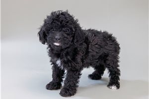 Francisco - Poodle, Toy for sale