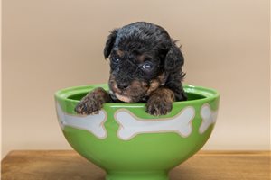 Oscar - Poodle, Toy for sale