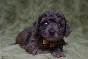Thai - Toy Poodle for sale