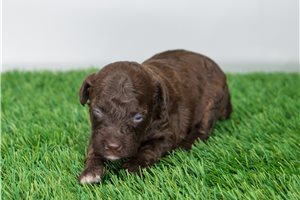 Evelyn - puppy for sale
