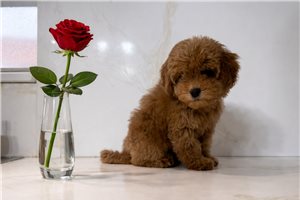 Florence - Toy Poodle for sale