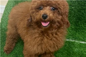 Tessa - Poodle, Toy for sale