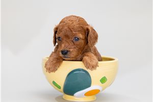 Bramble - Poodle, Toy for sale