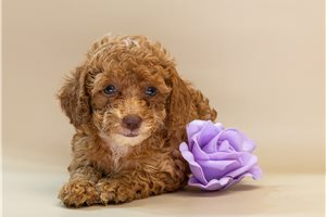 Brexlyn - Poodle, Toy for sale