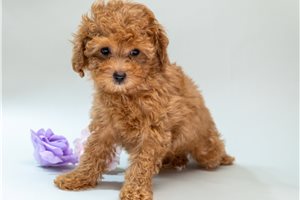 Ruby - Poodle, Toy for sale