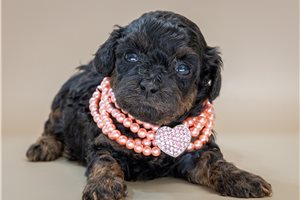 Freya - Poodle, Toy for sale