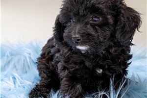 Finley - Poodle, Toy for sale