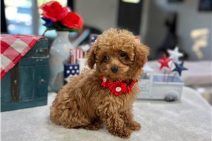 Wisteria - Poodle, Toy for sale