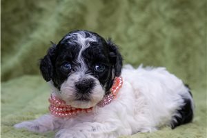 Thea - puppy for sale
