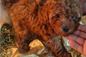 Desmond - Poodle, Toy for sale