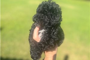 Delaney - Poodle, Toy for sale