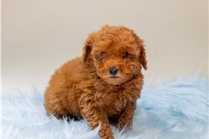Rudolph - Poodle, Toy for sale